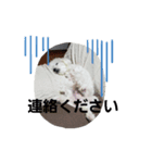 ユキチーズ2（個別スタンプ：7）