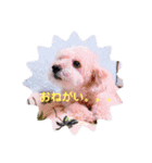 愛犬まろんさん2（個別スタンプ：1）