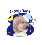 愛犬まろんさん2（個別スタンプ：2）