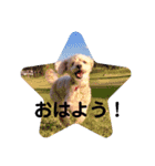 愛犬まろんさん2（個別スタンプ：4）