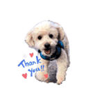 愛犬まろんさん2（個別スタンプ：6）