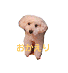 愛犬まろんさん2（個別スタンプ：7）