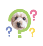 愛犬まろんさん2（個別スタンプ：10）
