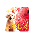 愛犬まろんさん2（個別スタンプ：11）