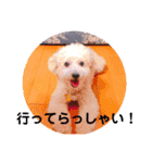 愛犬まろんさん2（個別スタンプ：12）