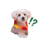 愛犬まろんさん2（個別スタンプ：13）