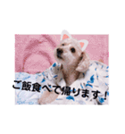 愛犬まろんさん2（個別スタンプ：14）