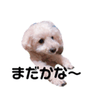 愛犬まろんさん2（個別スタンプ：15）