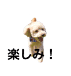 愛犬まろんさん2（個別スタンプ：16）