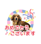 モフ毛のダックス2（個別スタンプ：1）