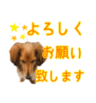 モフ毛のダックス2（個別スタンプ：3）