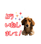 モフ毛のダックス2（個別スタンプ：4）