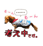 モフ毛のダックス2（個別スタンプ：6）