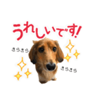 モフ毛のダックス2（個別スタンプ：11）
