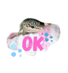 レオパードゲッコーの気持ちスタンプ（個別スタンプ：1）