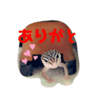 レオパードゲッコーの気持ちスタンプ（個別スタンプ：9）
