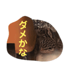 レオパードゲッコーの気持ちスタンプ（個別スタンプ：16）