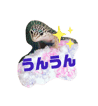 レオパードゲッコーの気持ちスタンプ（個別スタンプ：20）