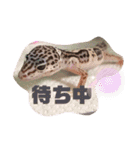 レオパードゲッコーの気持ちスタンプ（個別スタンプ：24）