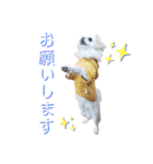 ダンのスタンプ（個別スタンプ：2）