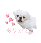 ダンのスタンプ（個別スタンプ：3）