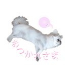ダンのスタンプ（個別スタンプ：11）