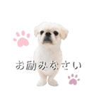 ダンのスタンプ（個別スタンプ：12）