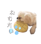 ダンのスタンプ（個別スタンプ：13）