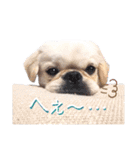 ダンのスタンプ（個別スタンプ：19）