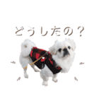 ダンのスタンプ（個別スタンプ：21）