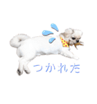 ダンのスタンプ（個別スタンプ：23）