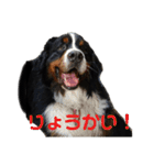 バーニーズのかわいい日常スタンプ（個別スタンプ：1）