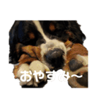 バーニーズのかわいい日常スタンプ（個別スタンプ：3）