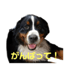 バーニーズのかわいい日常スタンプ（個別スタンプ：6）