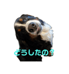 バーニーズのかわいい日常スタンプ（個別スタンプ：10）