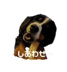 バーニーズのかわいい日常スタンプ（個別スタンプ：13）
