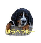 バーニーズのかわいい日常スタンプ（個別スタンプ：14）