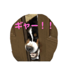バーニーズのかわいい日常スタンプ（個別スタンプ：17）