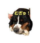 バーニーズのかわいい日常スタンプ（個別スタンプ：20）