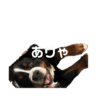 バーニーズのかわいい日常スタンプ（個別スタンプ：22）