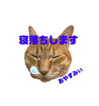 サスケとごまめ③（個別スタンプ：3）