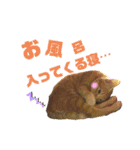 サスケとごまめ③（個別スタンプ：4）