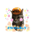 サスケとごまめ③（個別スタンプ：8）