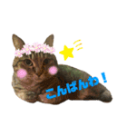 サスケとごまめ③（個別スタンプ：10）