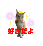 サスケとごまめ③（個別スタンプ：11）