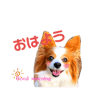 ベリーの日常②（個別スタンプ：3）