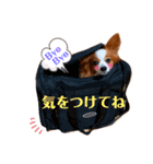 ベリーの日常②（個別スタンプ：7）