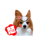 ベリーの日常②（個別スタンプ：10）