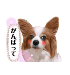 ベリーの日常②（個別スタンプ：12）