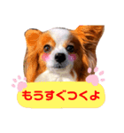 ベリーの日常②（個別スタンプ：16）